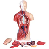 TOOGOO Modelo De Anatomía Del Cuerpo Del Torso Humano Del Corazón Esqueleto Del Cerebro Escuela De Medicina Educativo…